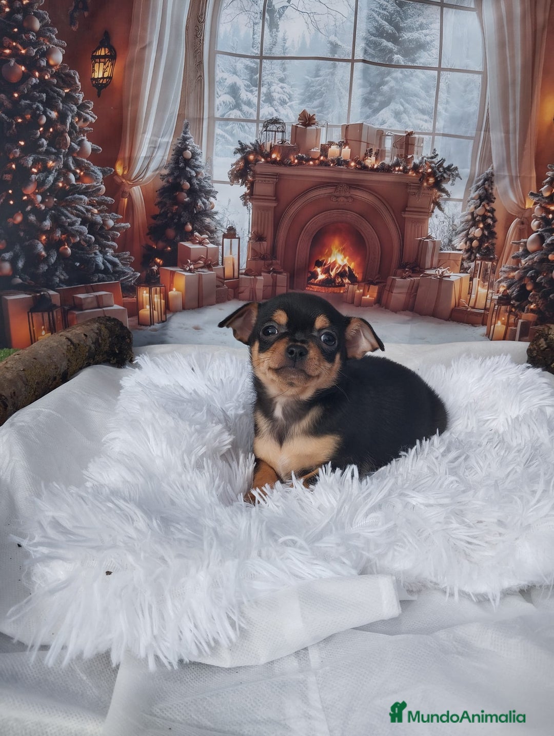 Chihuahua perros en venta: CHIHUAHUAS toy cabeza de manzana - Anuncio 19