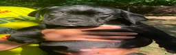 Cane Corso perros en venta: Cane corso negro  - Anuncio 4