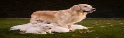 Golden Retriever perros en venta: Camada Golden Retriever  - Anuncio 1
