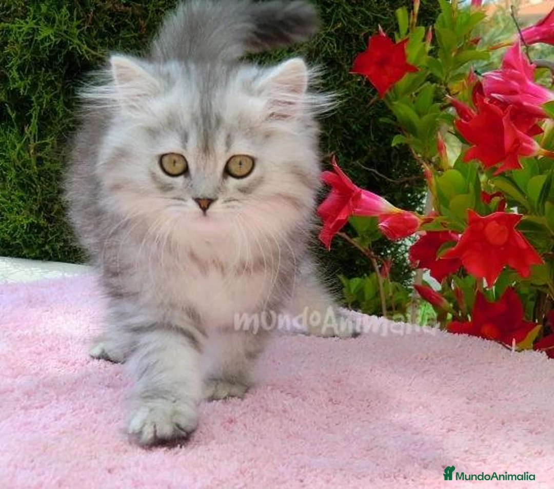 Imagen de galería {{count}}