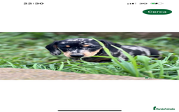 Teckel Miniatura perros en venta: TECKEL MINIATURA HEMBRA MERLE  en Barcelona - Imagen 5