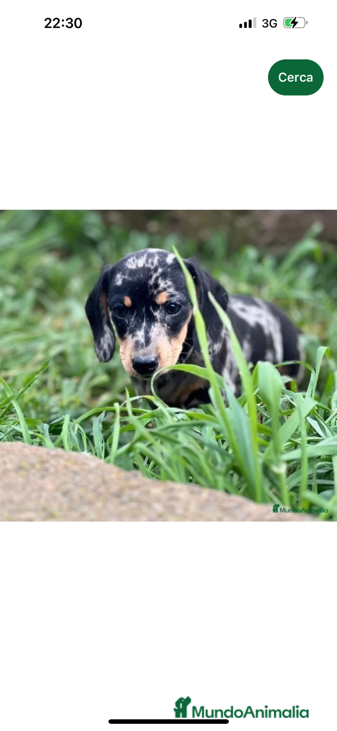 Teckel Miniatura perros en venta: TECKEL MINIATURA HEMBRA MERLE  en Barcelona - Anuncio 5