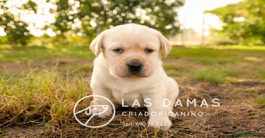 Labrador Retriever perros - Propaganda 4