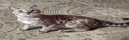 Bengalí gatos en venta: Bengalí Silver  - Anuncio 4