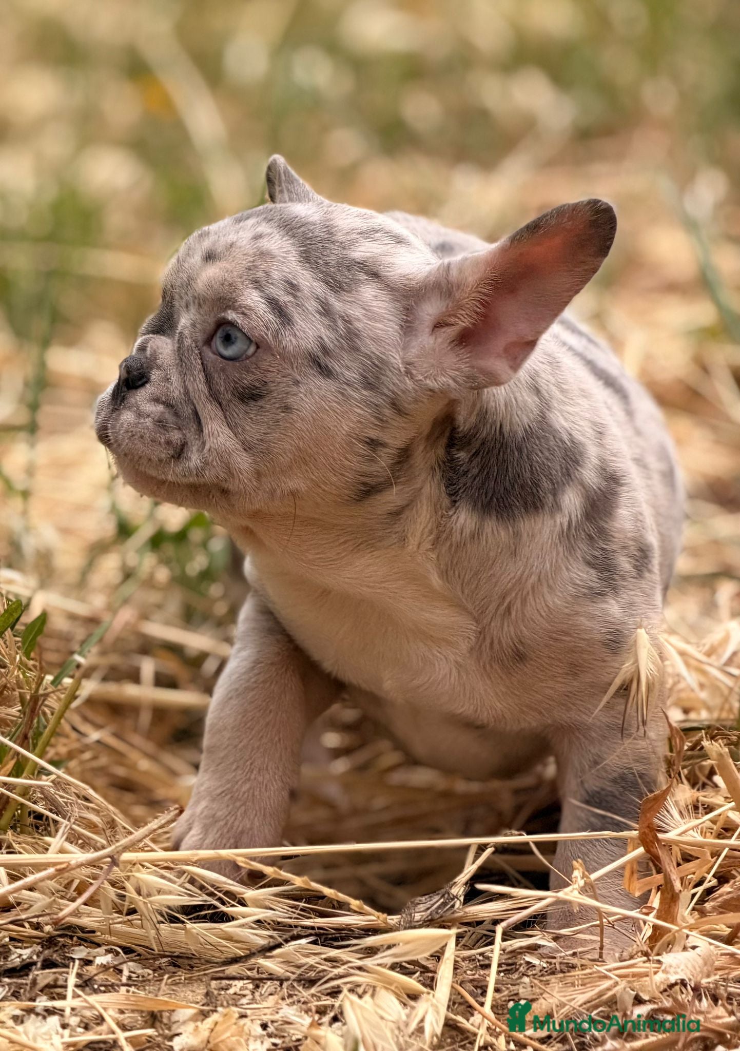 Bulldog Francés Cachorro 1