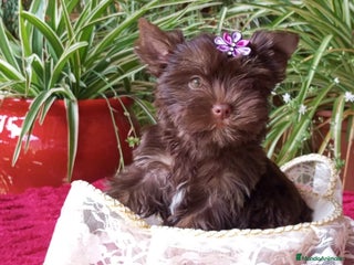 Yorkshire Terrier perros - Anuncio 3