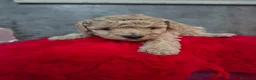 Caniche Toy perros en venta: Impresionantes caniches toy - Anuncio 13