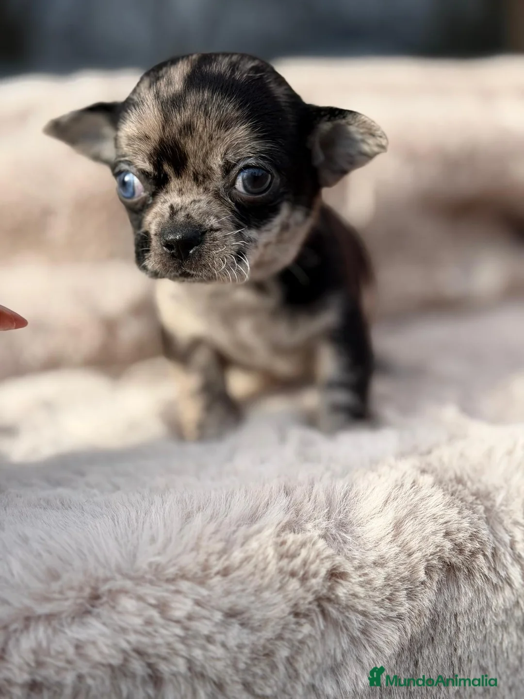 Chihuahua perros en venta: CHIHUAHUA MERLÉ  - Anuncio 6