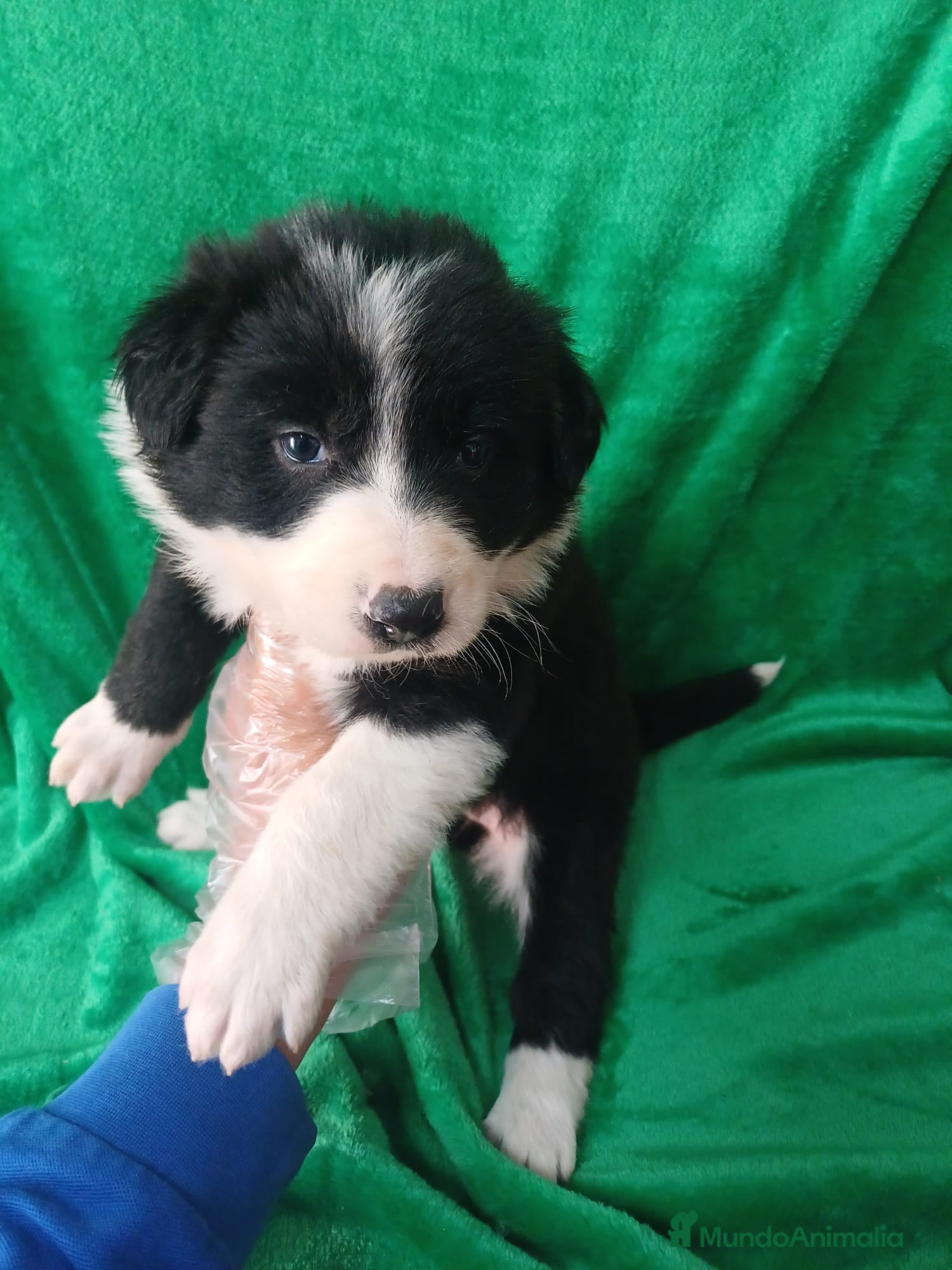 Border Collie perros Border Collie Blanco y Negro  - Anuncio 24