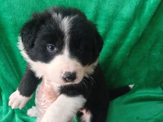 Border Collie perros Border Collie Blanco y Negro - Anuncio 1