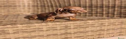 Teckel Miniatura perros en venta: Teckel Mini chocolate hembra y macho  - Anuncio 8