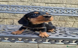 Teckel perros en venta: Teckel Standard Pelo Duro - Anuncio 2