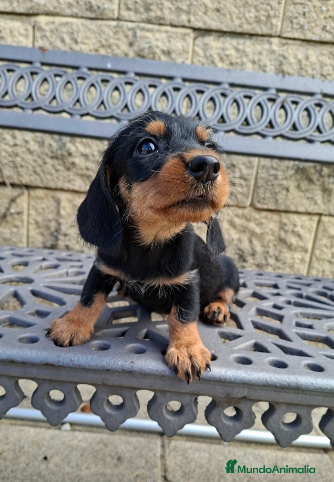 Teckel perros en venta: Teckel Standard Pelo Duro - Anuncio 2