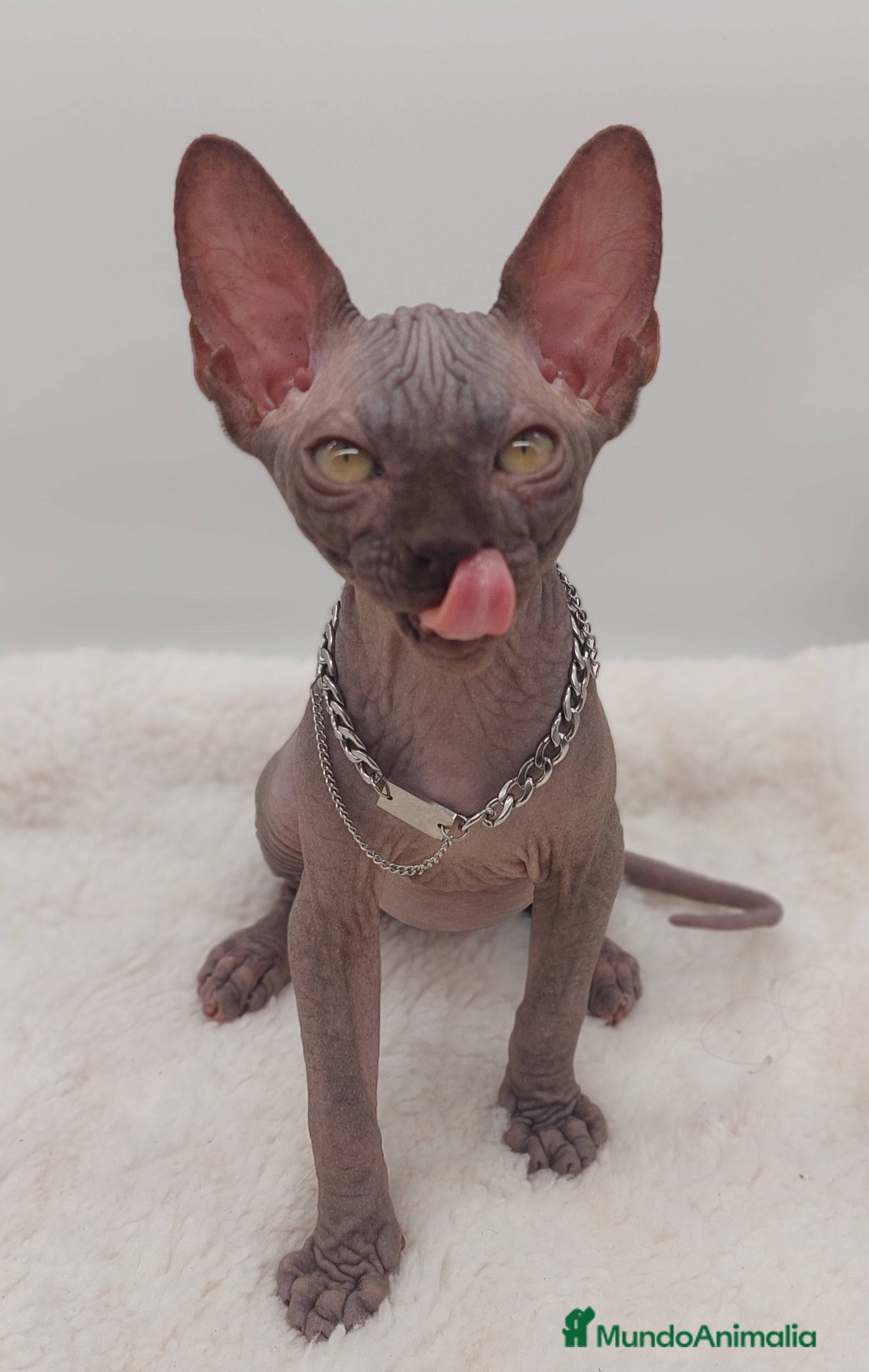 Sphynx gatos Machito sphynx  - Anuncio 4