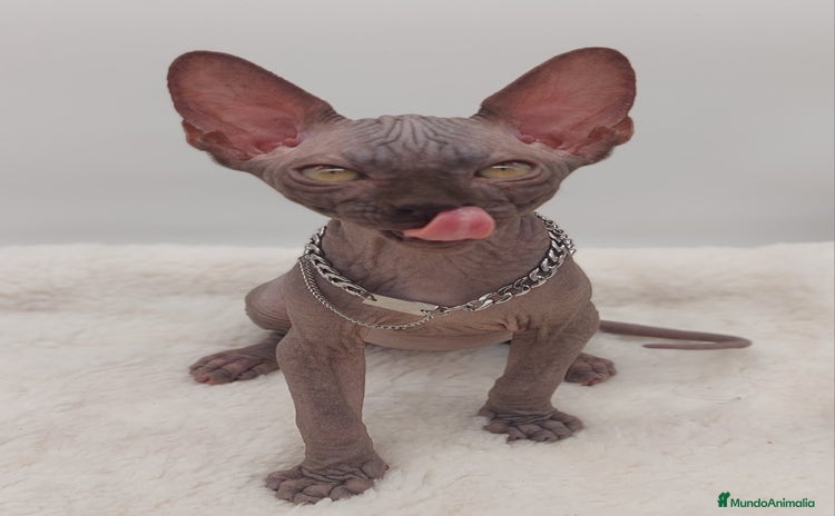 Sphynx gatos Machito sphynx  - Anuncio 4