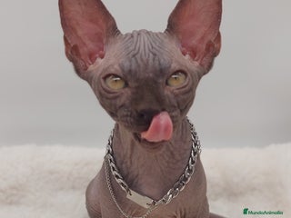Sphynx gatos Machito sphynx - Anuncio 4