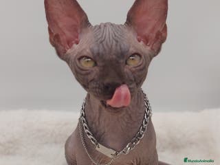 Sphynx gatos Machito sphynx - Anuncio 18