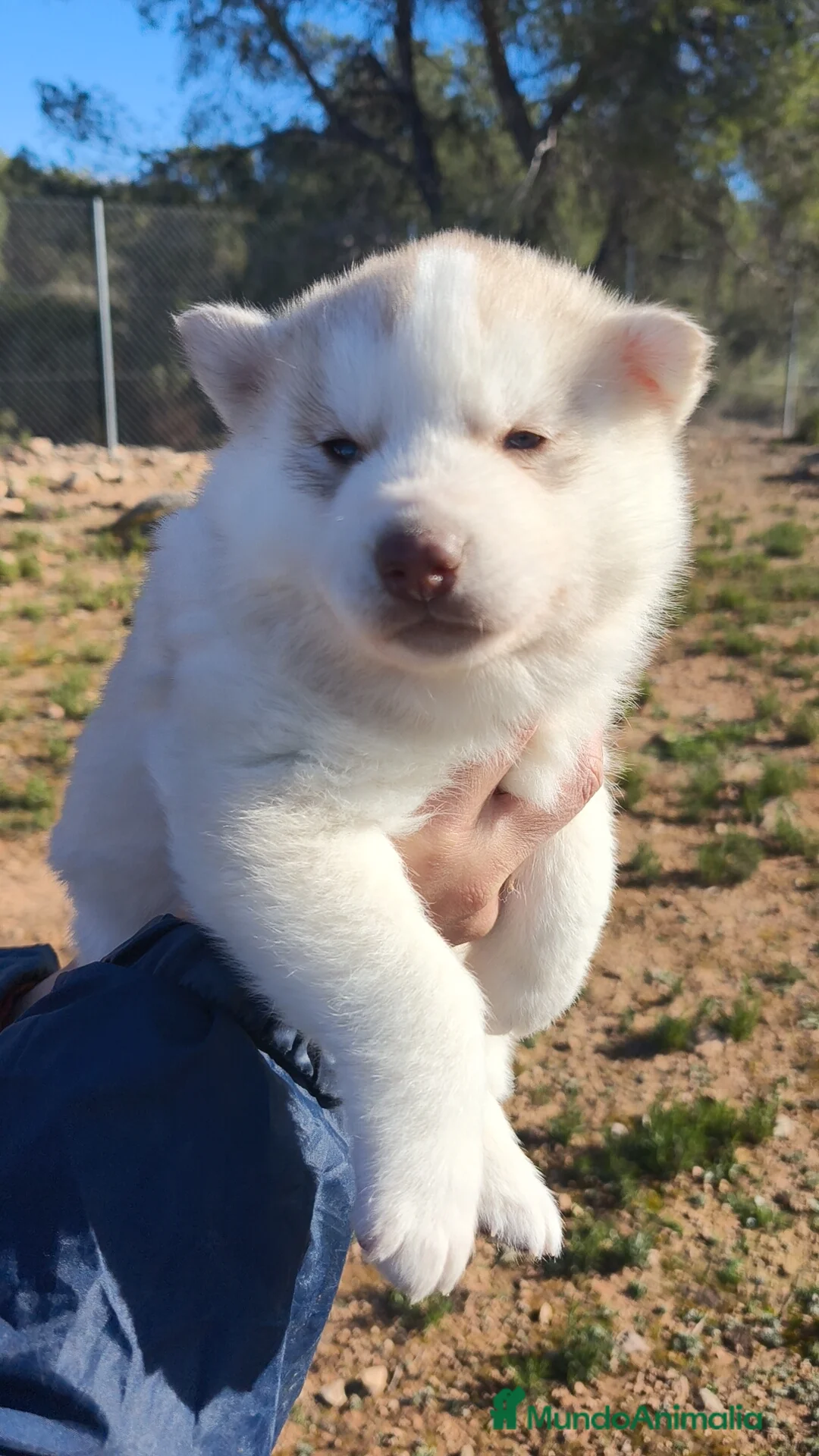 Husky Siberiano perros en venta: Husky SIBERIANO Macho y Hembra  - Anuncio 6