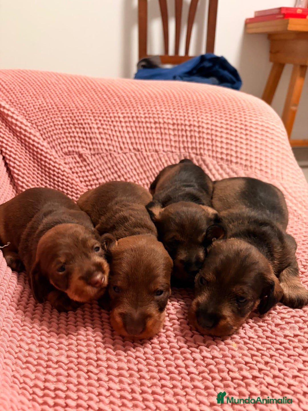 Teckel perros en venta: Excelente camada Teckel disponible  - Anuncio 7