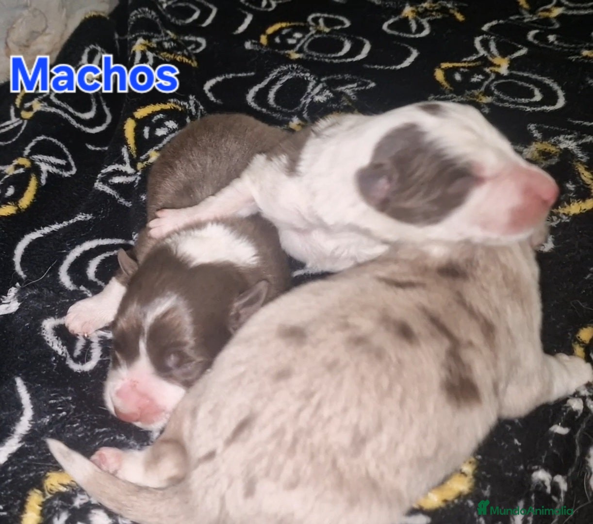 Border Collie perros Expectaculares cachorros de border collie  - Anuncio 3