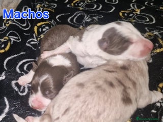 Border Collie perros Expectaculares cachorros de border collie - Anuncio 27