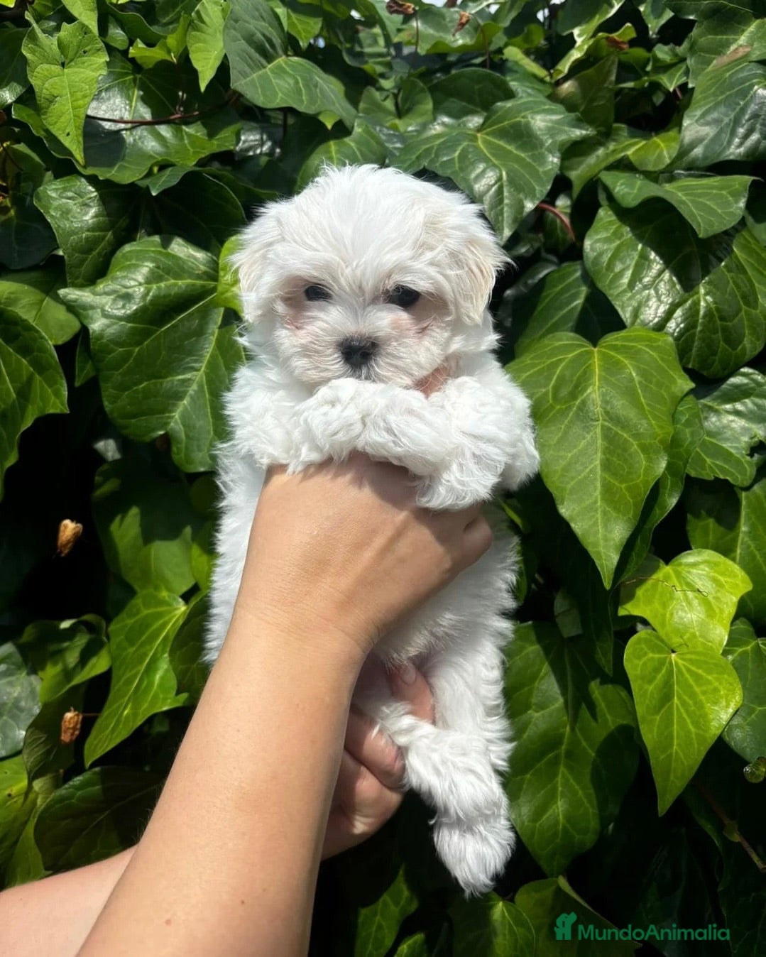 Bichón Maltés perros BICHON MALTÉS CACHORROS  - Anuncio 2