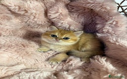 Británico de Pelo Corto gatos en venta: British golden en venta, macho y hembra - Imagen 2