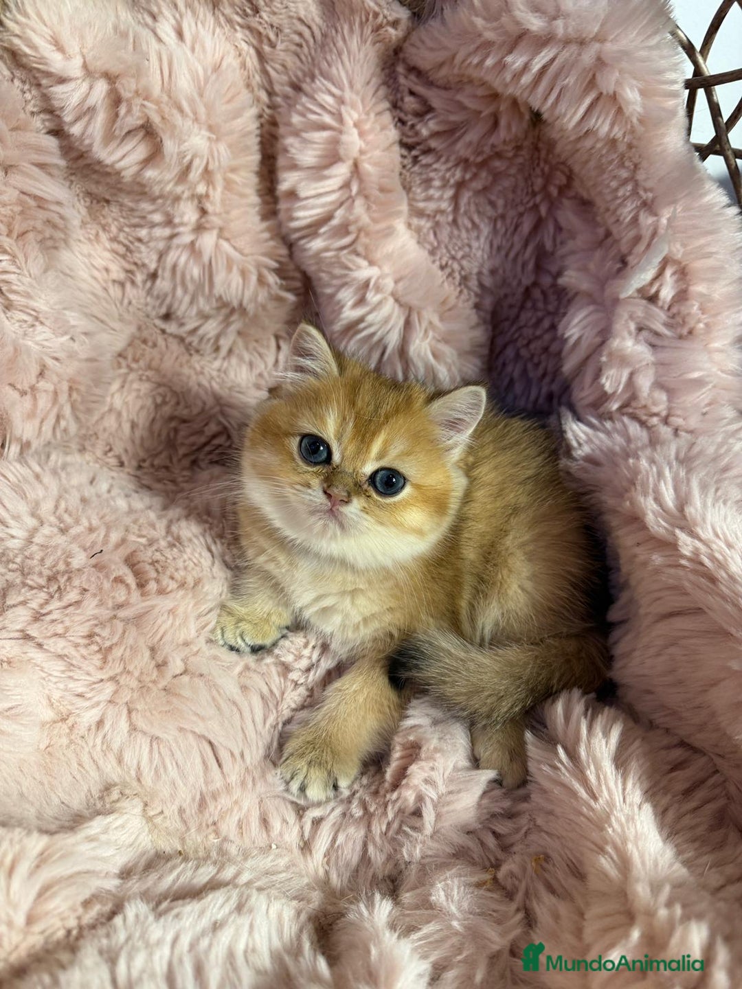 Británico de Pelo Corto gatos en venta: British golden en venta, macho y hembra - Imagen 2