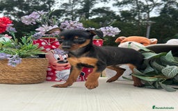 Pinscher Miniatura perros en venta: Excelente camada de mini pincher - Imagen 2