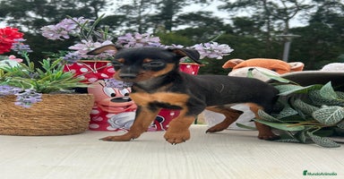 Pinscher Miniatura perros - Propaganda 2