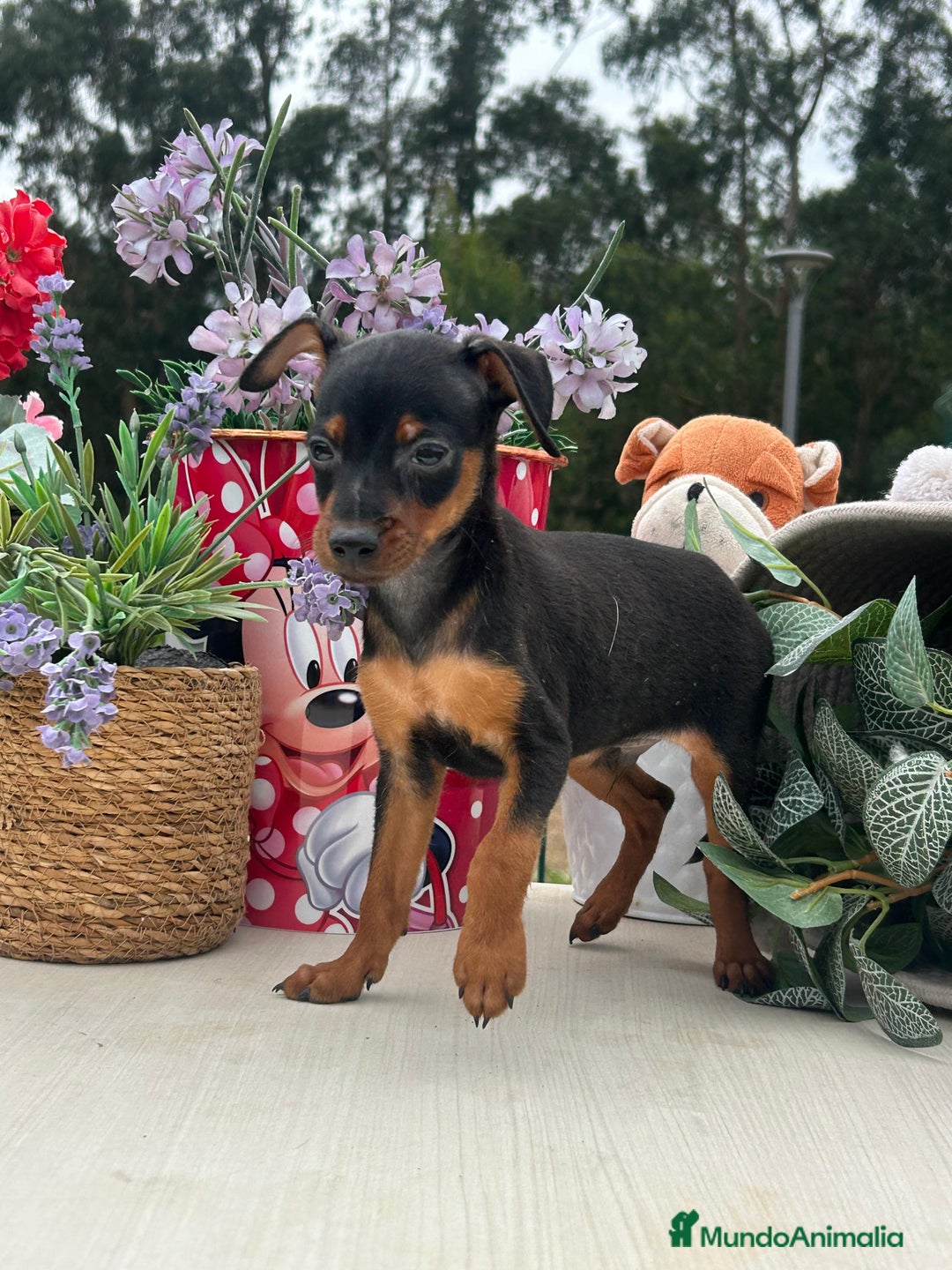 Pinscher Miniatura perros en venta: Excelente camada de mini pincher - Imagen 2