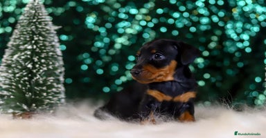 Pinscher Miniatura perros en Ciudad Real - Anuncio 12
