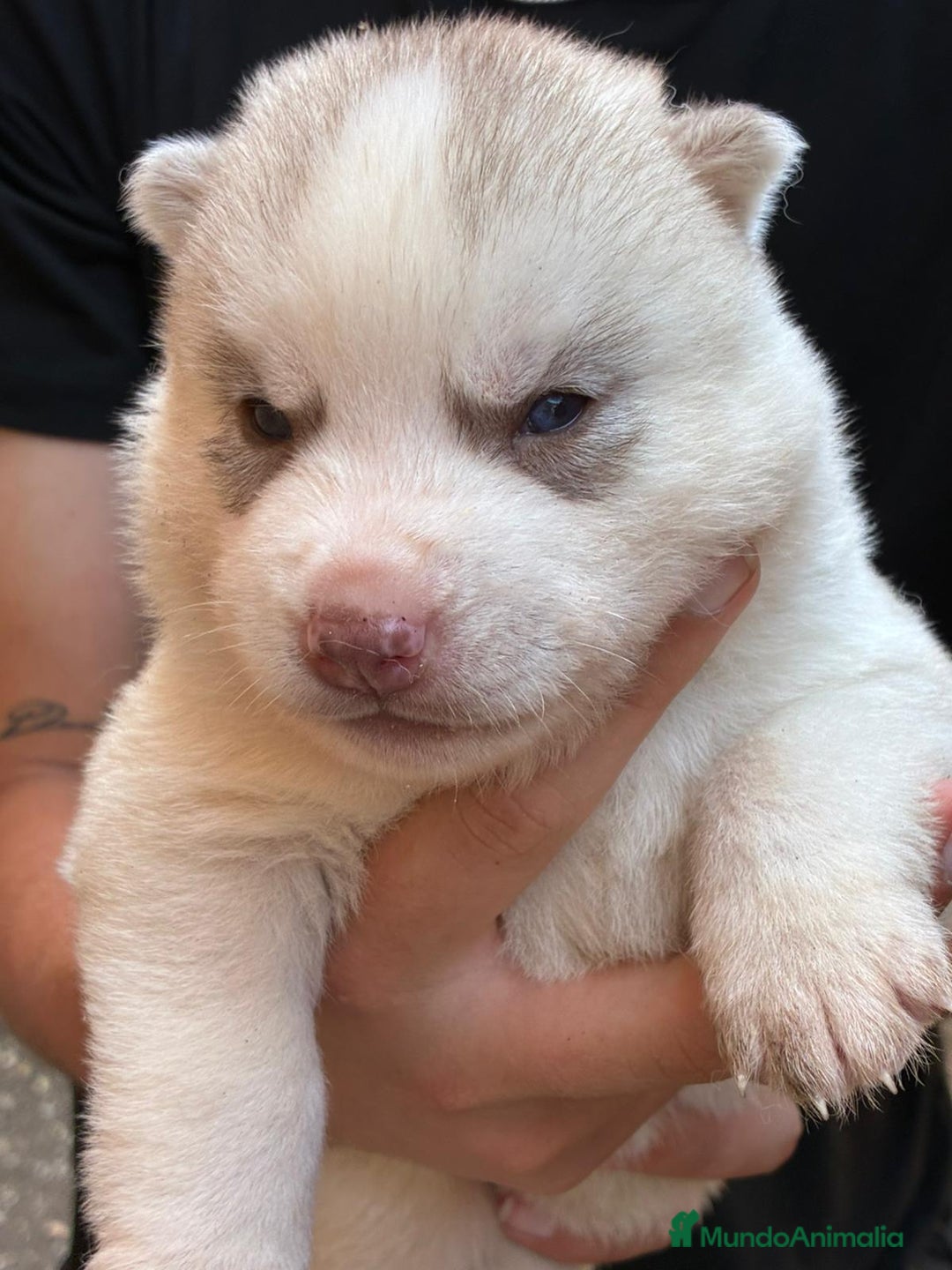 Husky Siberiano perros en venta: Husky siberiano cachorros  en Huesca - Imagen 14