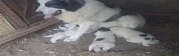 Mastín del Pirineo perros en venta: Cachorros mastín pirineos  - Anuncio 1
