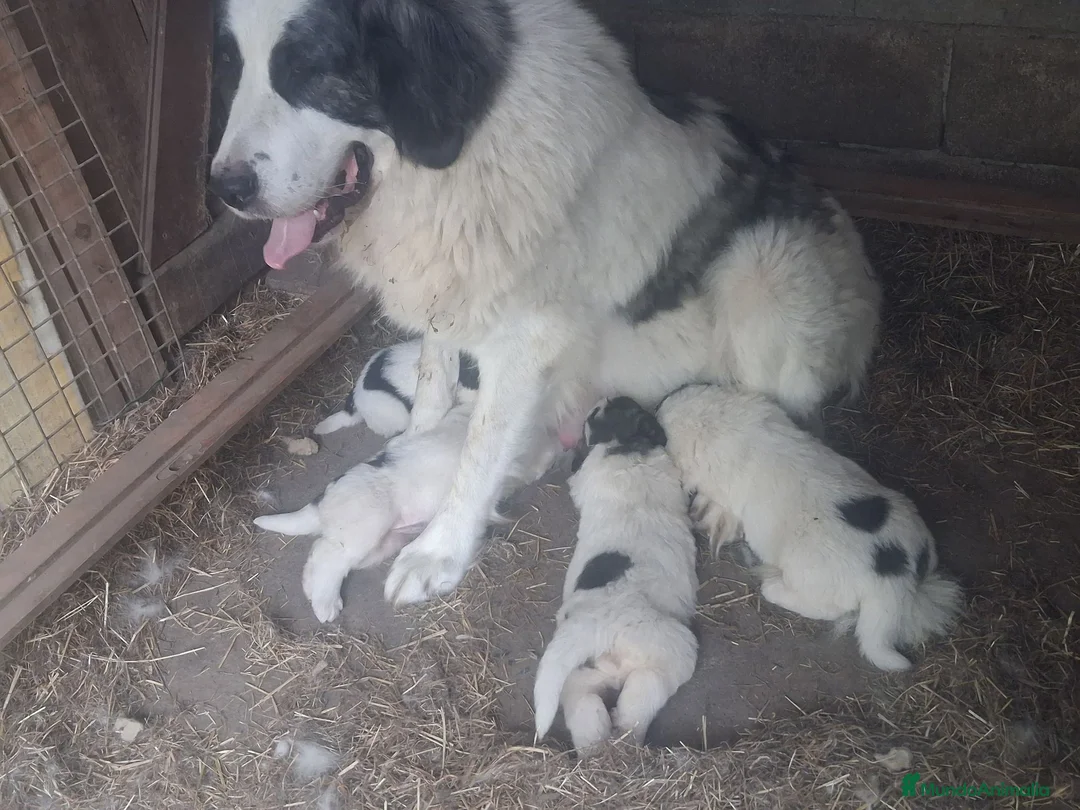 Mastín del Pirineo perros en venta: Cachorros mastín pirineos  - Anuncio 1