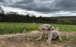 Weimaraner perros en venta: Braco de weimar. Último cachorro  - Imagen 6