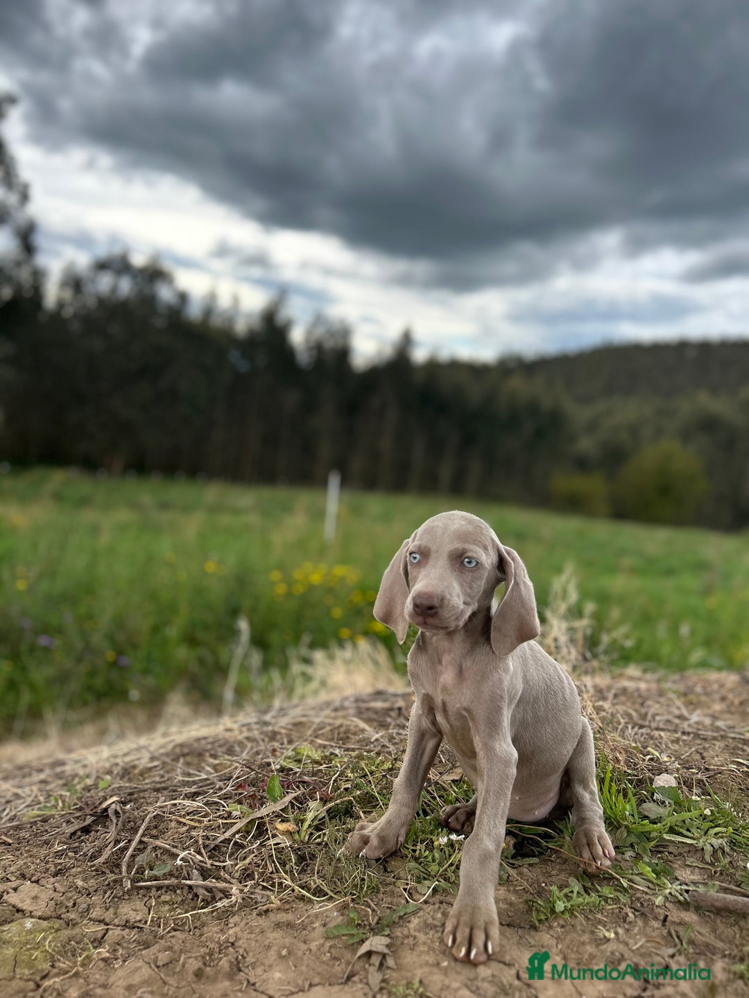 Weimaraner perros en venta: Braco de weimar. Último cachorro  - Imagen 6