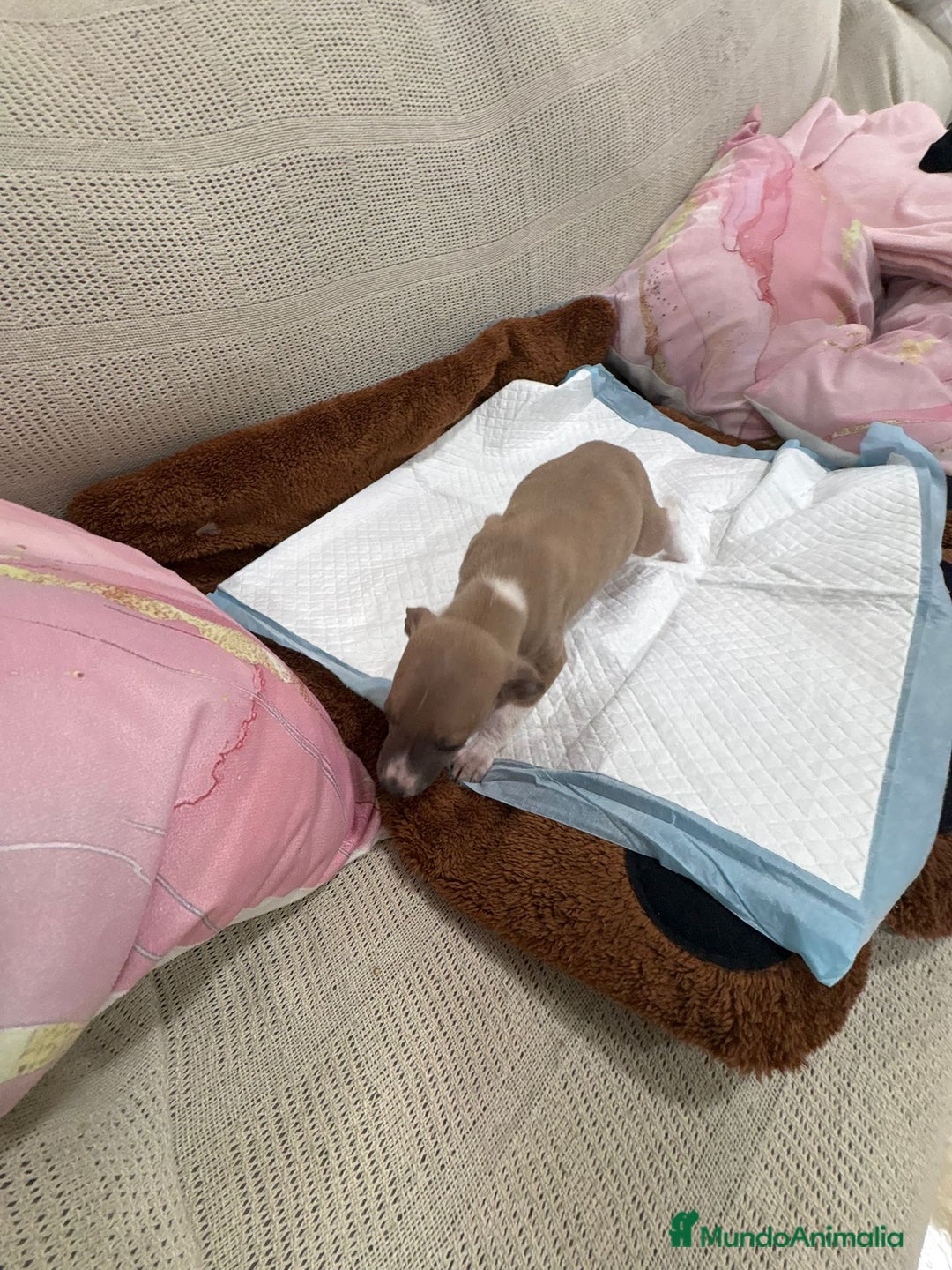 Whippet perros en venta: Whippet  - Anuncio 7