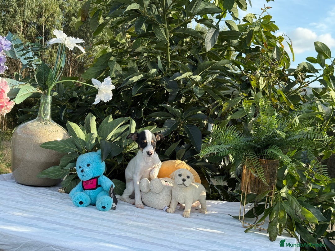 Ratonero Bodeguero Andaluz perros en venta: Bodeguero andaluz macho - Imagen 3