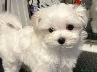 Bichón Maltés perros Bichón maltés Machos disponibles Toy - Anuncio 1