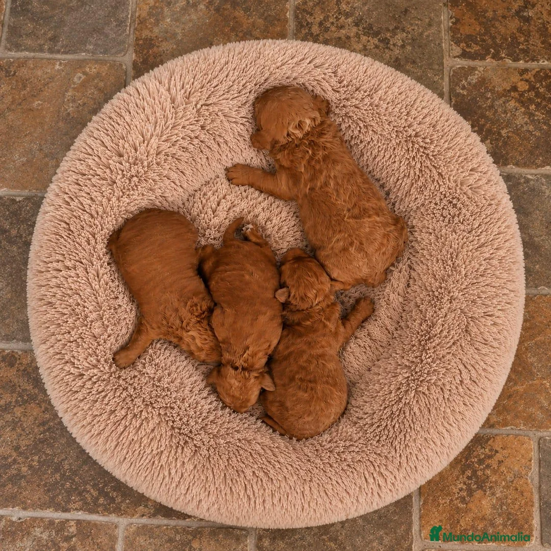 Caniche Toy perros en venta: Cachorros caniche - Anuncio 2