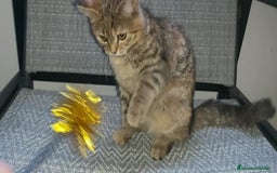 Británico de Pelo Corto gatos en venta: Gatita british shorthair (britanica pelo corto) - Imagen 4