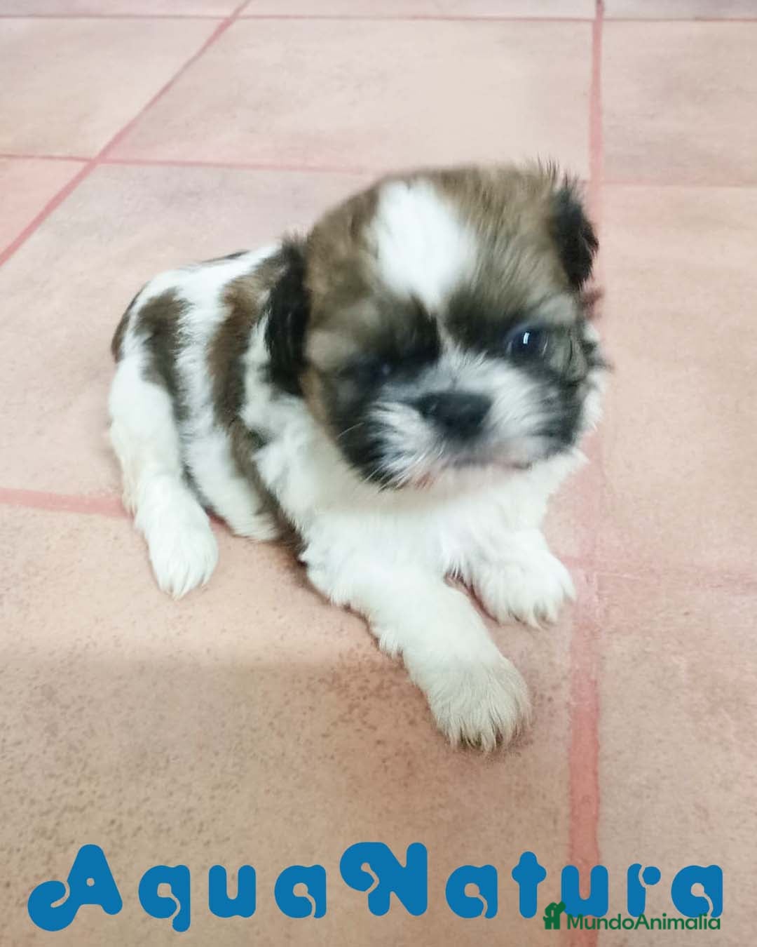 Shih Tzu perros Shih Tzu Hembra de Agata y Newman 1985  - Anuncio 2