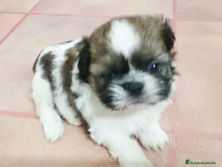 Shih Tzu perros Shih Tzu Hembra de Agata y Newman 1985 - Anuncio 2