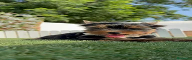 Yorkshire Terrier 1