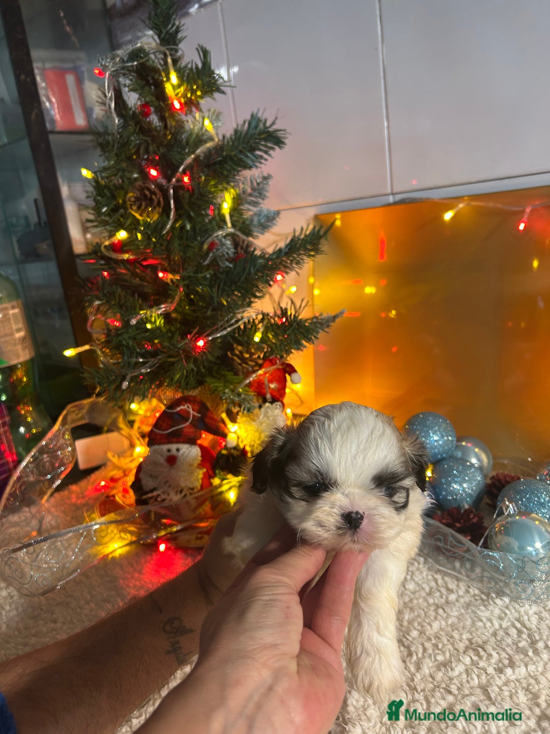 Shih Tzu perros en venta: Shih tzu - Anuncio 4