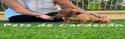 Teckel perros en venta: TECKEL HEMBRA ROJA - Anuncio 1