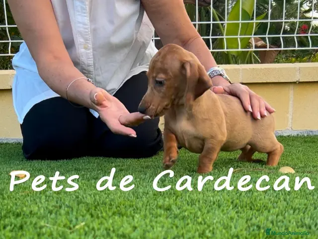 Teckel perros TECKEL HEMBRA ROJA - Anuncio 1