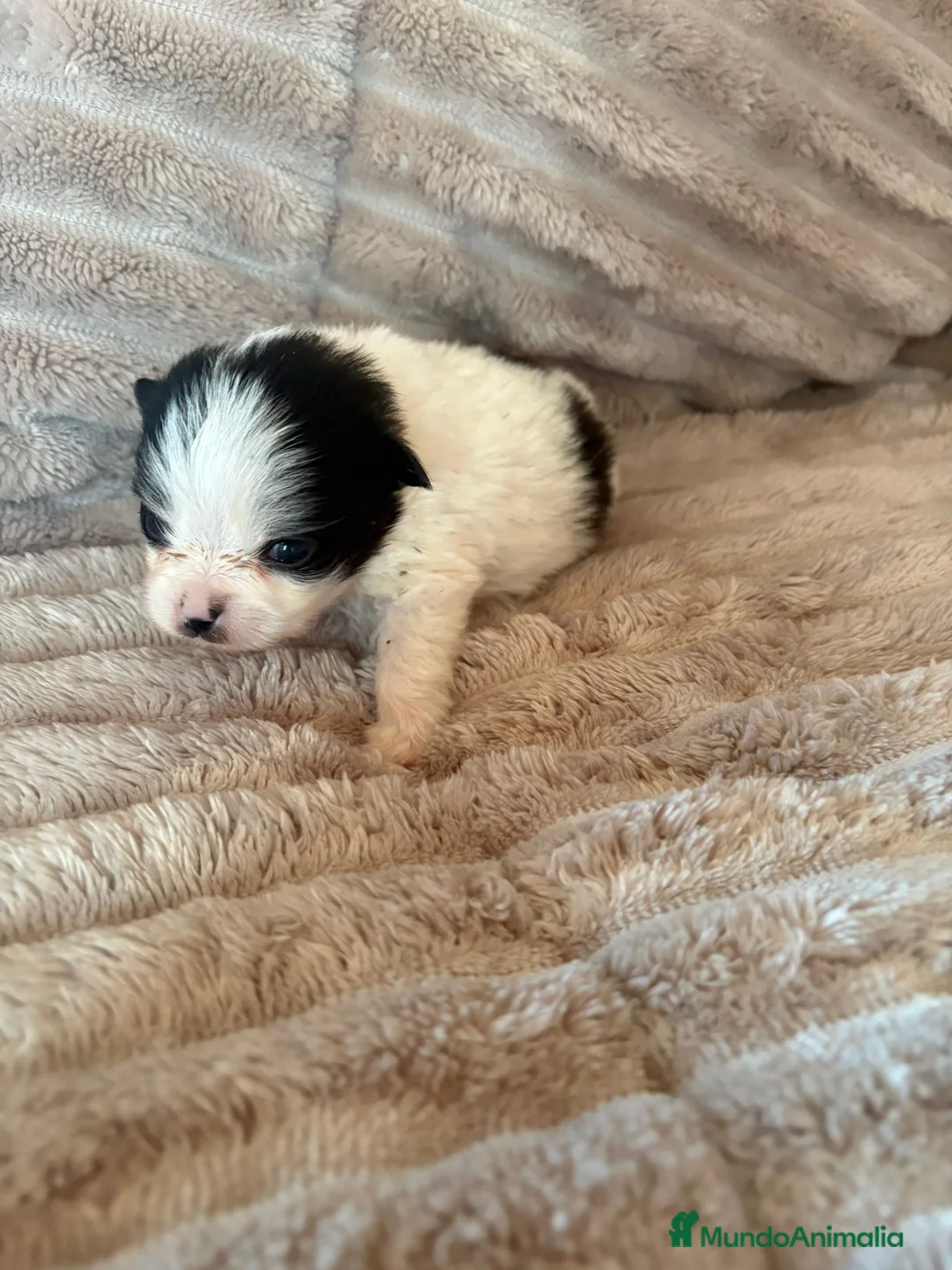 Pomerania perros en venta: Lulu Pomerania macho Party  Pele y Mele son papas  - Anuncio 11