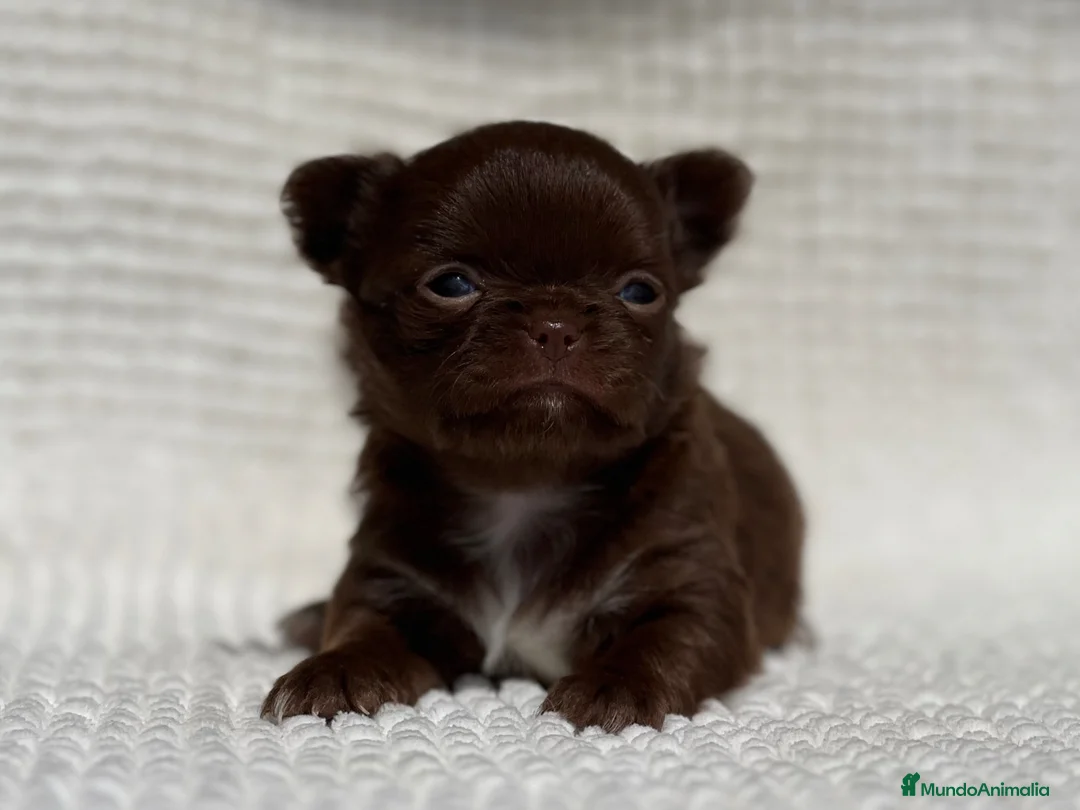 Chihuahua perros en venta: EXCLUSIVAS CHIHUAHUAS CHOCOLATES DE PELO LARGo - Anuncio 2